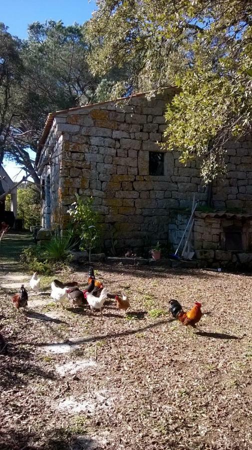 Agriturismo La Vigna เทมปิโอ เปาซาเนีย ภายนอก รูปภาพ