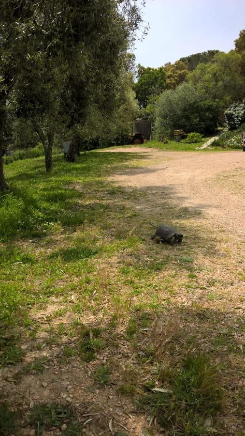 Agriturismo La Vigna เทมปิโอ เปาซาเนีย ภายนอก รูปภาพ